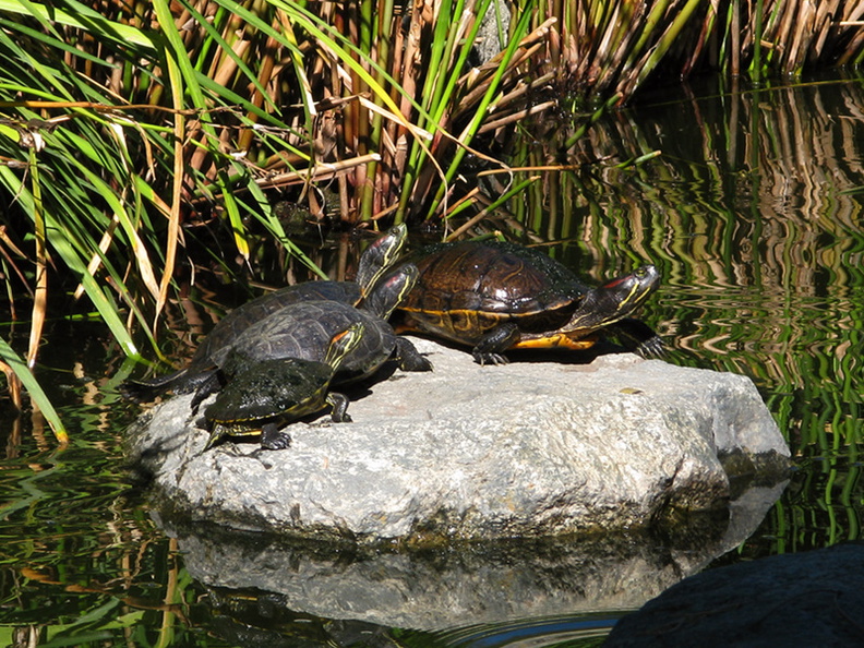 turtles-japanese-garden-beckman-2008-11-07-IMG 1553