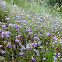 Collinsia-heterophylla-field2-2003-04-11