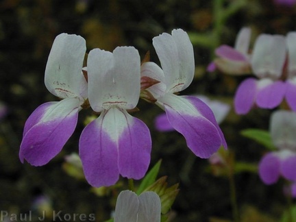 Collinsia-heterophylla-fls4-2003-04-11