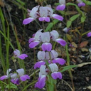 Collinsia-heterophylla-infl2-2003-04-11