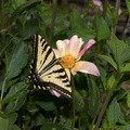 monarch-butterfly-among-dahlias-Dahlia-House-Casitas-2011-09-04-IMG_3348.jpg