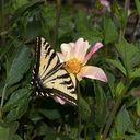 monarch-butterfly-among-dahlias-Dahlia-House-Casitas-2011-09-04-IMG 3348