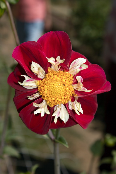 striking-red-wild-type-inner-ring-tiny-white-petals-Dahlia-House-Casitas-2011-09-04-IMG_3342.jpg
