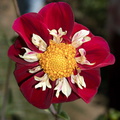 striking-red-wild-type-inner-ring-tiny-white-petals-Dahlia-House-Casitas-2011-09-04-IMG 3342