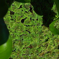Azolla-floating-fern-Huntington-Bot-Gard-2010-08-04-IMG_6388.jpg