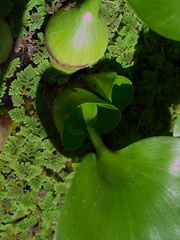 Azolla-floating-fern-and-water-hyacinth-leaf-base-Huntington-Bot-Gard-2010-08-04-IMG 6389