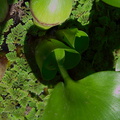 Azolla-floating-fern-and-water-hyacinth-leaf-base-Huntington-Bot-Gard-2010-08-04-IMG_6389.jpg