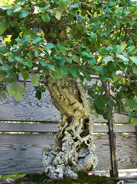 Bonsai-garden-cork-oak-Huntington-Bot-Gard-2010-08-04-IMG 6418