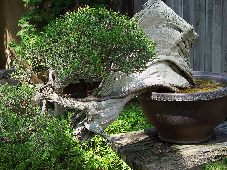 Bonsai-garden-juniper-Huntington-Bot-Gard-2010-08-04-IMG_6408.jpg