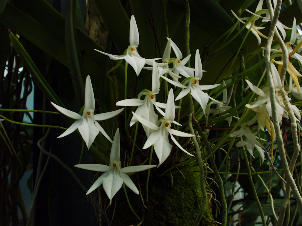 Dendrobium-bracteosum-white-orchid-Huntington-Gardens-2017-04-01-IMG 8076