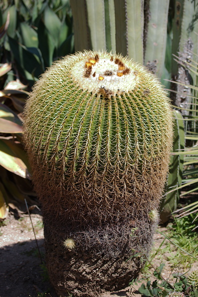 Echinocactus-grusonii-golden-barrel-cactus-Mexico-Huntington-Gardens-2017-04-01-IMG_4581.jpg