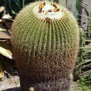 Echinocactus-grusonii-golden-barrel-cactus-Mexico-Huntington-Gardens-2017-04-01-IMG 4581