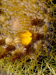 Echinocereus-grusonii-golden-barrel-cactus-Huntington-Bot-Gard-2010-08-04-IMG 6367