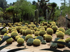 Echinocereus-grusonii-golden-barrel-cactus-garden-Huntington-Bot-Gard-2010-08-04-IMG 6365