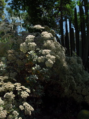 Eriogonum-giganteum-St-Catherines-lace-Huntington-Bot-Gard-2010-08-04-IMG 6360