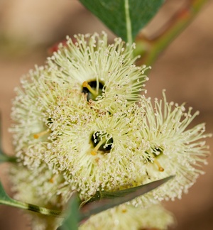 Eucalyptus-grossa-coarse-leaved-mallee-Huntington-Gardens-2017-04-01-IMG 4578