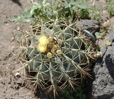 Ferocactus-histrix-electrode-cactus-Huntington-Gardens-2017-04-01-IMG 4597