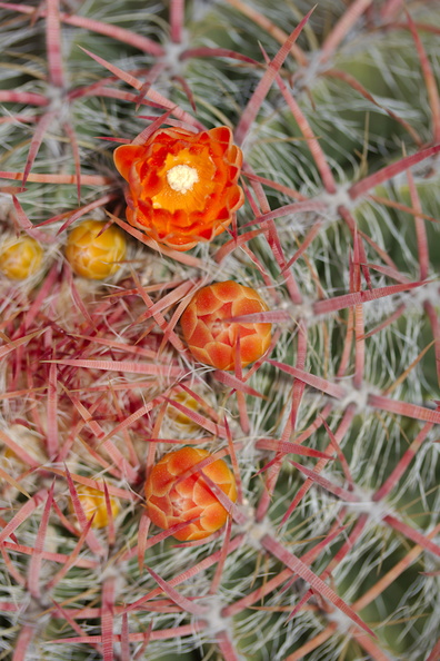 Ferocactus-pilosus-red-flowering-barrel-cactus-Huntington-Gardens-2017-04-01-IMG 4596