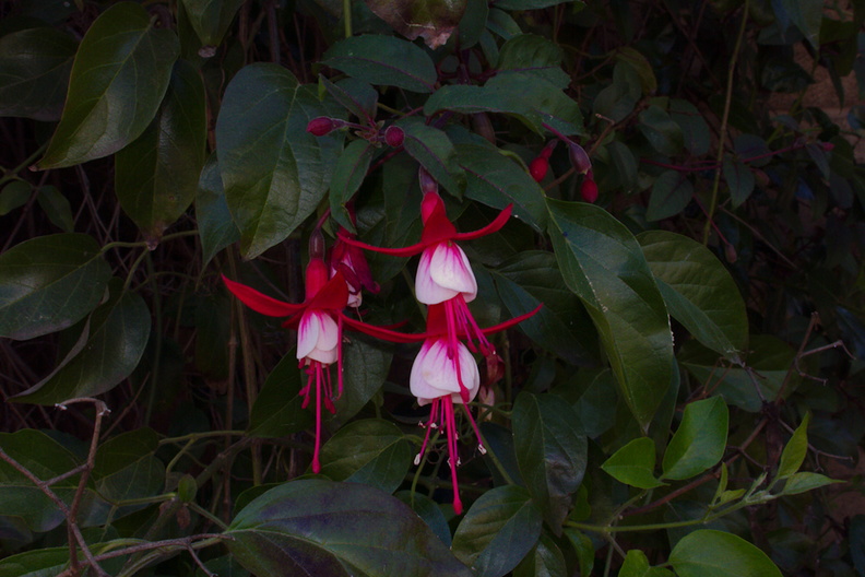 Fuchsia-sp-red-and-white-Huntington-Gardens-2017-04-01-IMG_8101.jpg