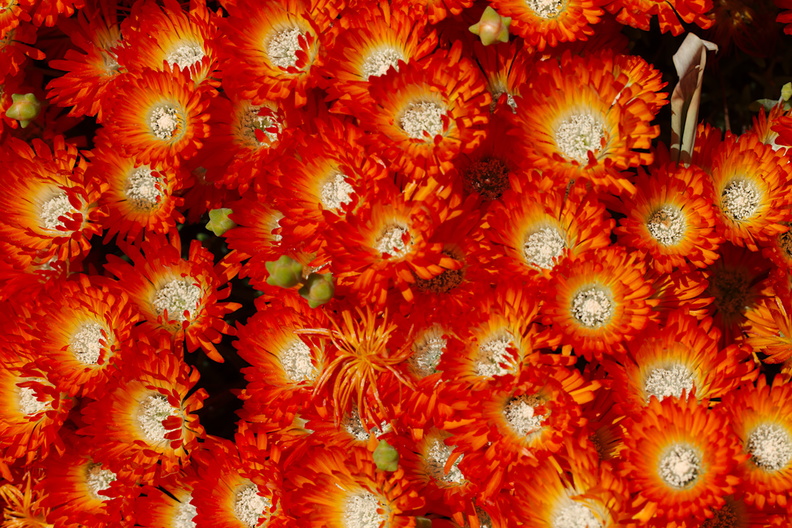 Helichrysum-sp-everlastings-in-neon-color-mounds-Huntington-Gardens-2017-04-01-IMG 4624
