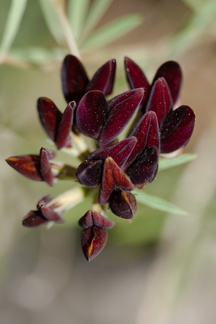 Lotus-iacobaeus-burgundy-red-legume-Huntington-Gardens-2017-04-01-IMG 4575