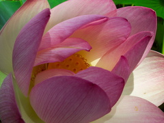 Nelumbo-nucifera-pink-sacred-lotus-flowers-Huntington-Bot-Gard-2010-08-04-IMG 6379