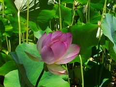Nelumbo-nucifera-pink-sacred-lotus-flowers-Huntington-Bot-Gard-2010-08-04-IMG 6380
