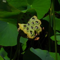 Nelumbo-nucifera-pink-sacred-lotus-fruits-Huntington-Bot-Gard-2010-08-04-IMG 6382
