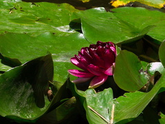 Nymphaea-sp-water-lily-deep-red-flower-Huntington-Bot-Gard-2010-08-04-IMG 6375