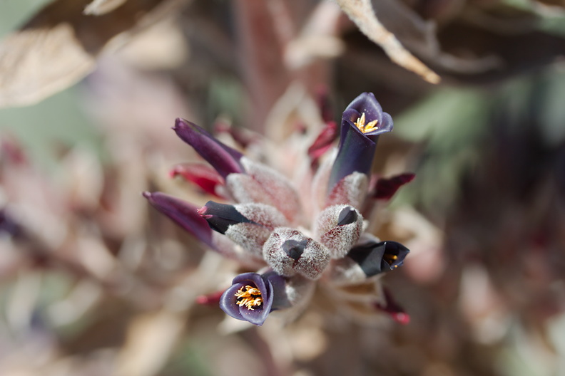 Puya-venusta-purple-flowers-Chile-Huntington-Gardens-2017-04-01-IMG 4607