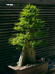 bonsai-bald-cypress-Huntington-Gardens-2017-04-01-IMG 8122