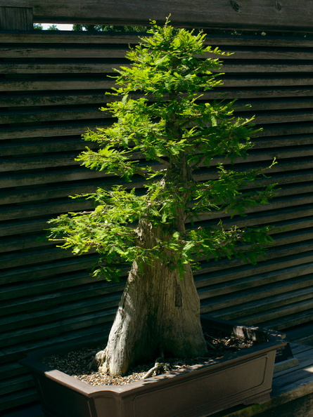 bonsai-bald-cypress-Huntington-Gardens-2017-04-01-IMG_8122.jpg