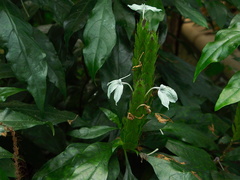 indet-jade-greenish-flowers-Huntington-Bot-Gard-2010-08-04-IMG 6427