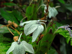 indet-jade-greenish-flowers-Huntington-Bot-Gard-2010-08-04-IMG 6428