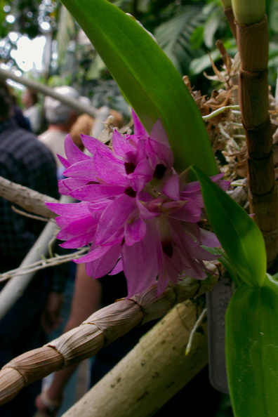 indet-orchid-purple-Huntington-Gardens-2017-04-01-IMG_8074.jpg