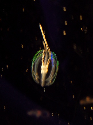 ctenophore-comb-jelly-Monterey-Aquarium-2010-05-20-IMG 5267