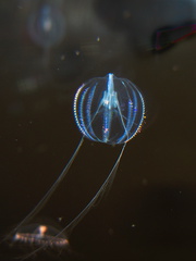 ctenophore-comb-jelly-Monterey-Aquarium-2010-05-20-IMG 5271