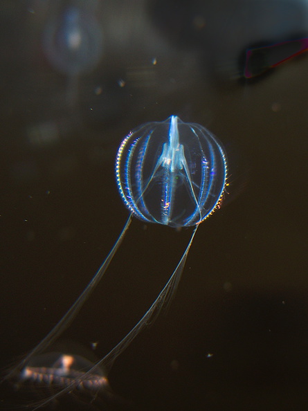 ctenophore-comb-jelly-Monterey-Aquarium-2010-05-20-IMG_5271.jpg