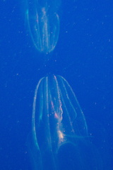 ctenophores-box-jellyfish-Monterey-Bay-Aquarium-2016-12-29-IMG 3597