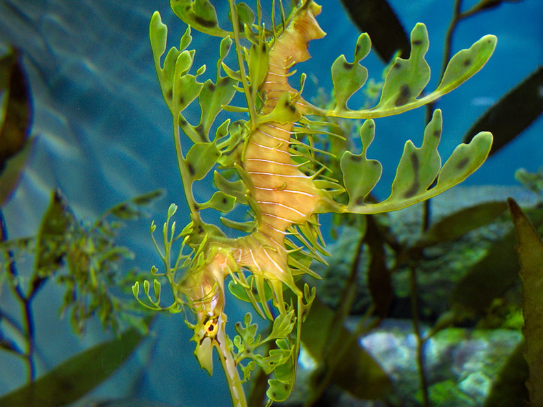 leafy-sea-dragon-Monterey-Aquarium-2010-05-20-IMG_5289.jpg