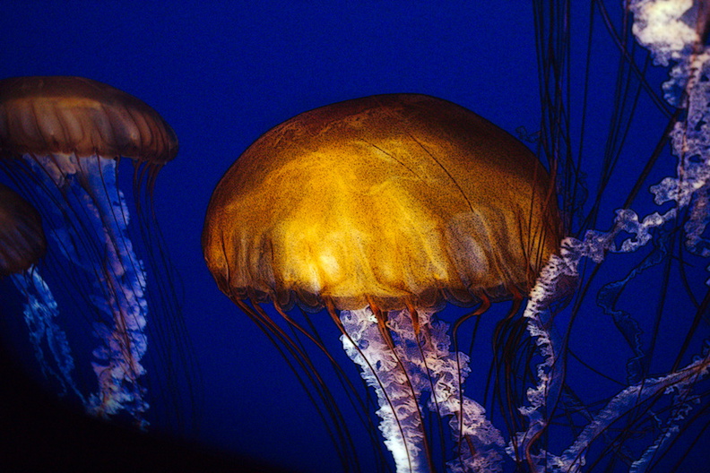 lions-mane-jellyfish-Monterey-Bay-Aquarium-2016-12-29IMG_3602.jpg