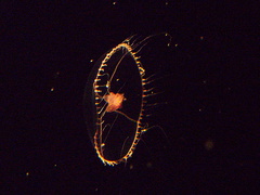 moon-jelly-Monterey-Aquarium-2010-05-20-IMG 5272