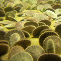 sand-dollars-Monterey-Aquarium-2010-05-20-IMG 5251