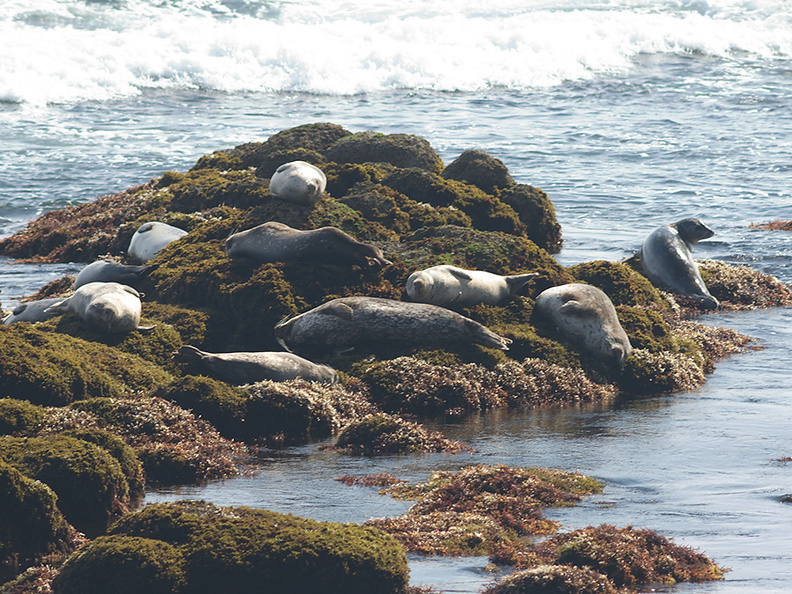 seals-Fishermans-Wharf-Monterey-2010-05-20-IMG_0740.jpg