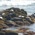 seals-Fishermans-Wharf-Monterey-2010-05-20-IMG 0740