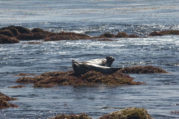 seals-Fishermans-Wharf-Monterey-2010-05-20-IMG 0745
