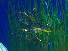 weedy-sea-dragons-Monterey-Aquarium-2010-05-20-IMG 5278