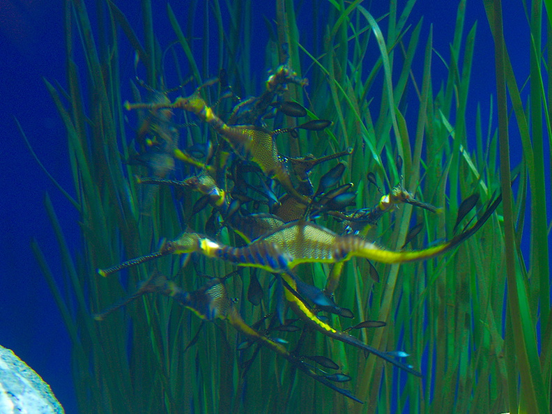weedy-sea-dragons-Monterey-Aquarium-2010-05-20-IMG_5278.jpg