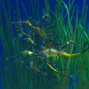 weedy-sea-dragons-Monterey-Aquarium-2010-05-20-IMG 5278