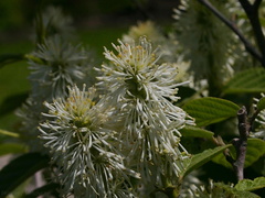 Fothergilla-gardenii-dwarf-forthergilla-Olbrich-2008-05-22-img 7198
